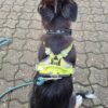 Hurrta Weekend Warrior polstret sele - Billede 3